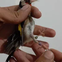 سهره نر
