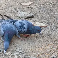 جفت کبوتر نر ماده|پرنده|زابل, |دیوار