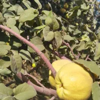 به تازه خرید از کشاورز کیلو 50|خوردنی و آشامیدنی|خانمیرزا, |دیوار