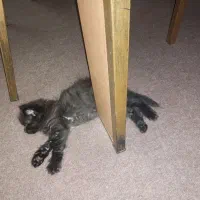 گربه سیاه پشمالو گمشده ضیابری کوچه خرسندی نقره دشت|حیوانات|رشت, چمارسرا|دیوار