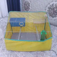 برزیلی نر|پرنده|سنندج, |دیوار