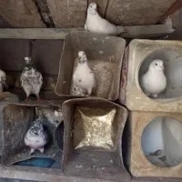 فروش کبوتر پرشی
