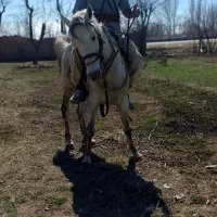 اسب مادیان 6سال سالم سرحال وکره نریان ۲ساله