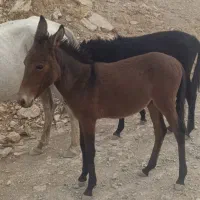 طوله قاطر