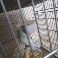 مرغ عشق مولد رنگین کمانی با جوجه