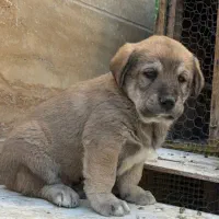 پژدر واکسینه شده