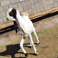 بزغاله نر گلابی اصیل|حیوانات مزرعه|پائین جام, |دیوار