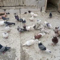 کبوتر فروشی|پرنده|پیرانشهر, |دیوار