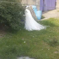 طاووس سفید|پرنده|بابل, |دیوار