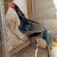 خروس لاری اوشامو برزیلی