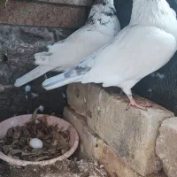 جفت نروماده عتیقه|حیوانات|یزد, |دیوار