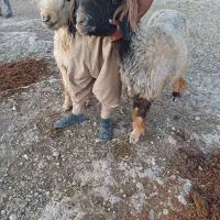 میش
