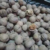 گردوی طارم سفلی مغزدار روغنی امساله و تازه