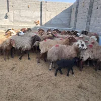 ۴۳ راس میش آبستن سنگین و بره دار|حیوانات مزرعه|شهریار, شهریار|دیوار