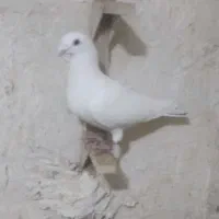 کبوتر پرنده|پرنده|مرودشت, نقش رستم|دیوار