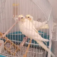 یک جفت عروس هلندی2ماهه