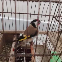 سهره|پرنده|تویسرکان, |دیوار