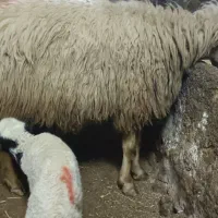 سه راس گوسفند با بره|حیوانات مزرعه|گهواره, |دیوار