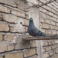 کفتر|حیوانات|مشکین‌دشت, |دیوار