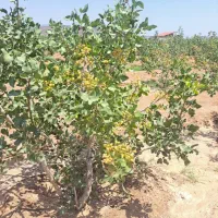 باغ پسته|خدمات باغبانی و درختکاری|صفادشت, |دیوار