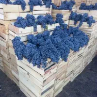 انگور سیاه دیمی کردستان