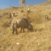 قوچ اصل ترکی روزگاری|حیوانات مزرعه|فریدونشهر, |دیوار