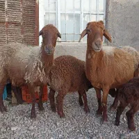 دو عدد میش با بره