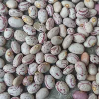 فروش لوبیا چیتی|خوردنی و آشامیدنی|دهگلان, |دیوار