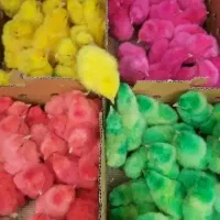 جوجه رنگی پنبه ایی