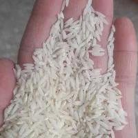 برنج هاشمی درجه یک خالص و برنج محلی ارزان