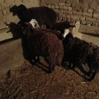 بره ماده|حیوانات مزرعه|دشتابی, |دیوار