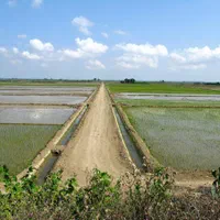 جعبه نشاء برنج مدلPS059 قالب سینی توم مشکی و سبز