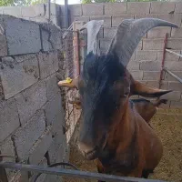 بز نز آلپاین اصل فراسوی، دوبر|حیوانات مزرعه|شهر بابک, |دیوار