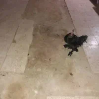 خروس سیاه مرندی|حیوانات مزرعه|خمینی‌شهر, |دیوار