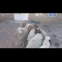 7عدد بره سفید صادراتی 6نر یک ماده