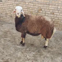 بره قوچ پلنگی بروجردی دوقلوزا هترو میش گوسفند بز|حیوانات مزرعه|قوچان, |دیوار