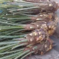 پاجوش نخل خرما