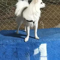 سگ پامر|سگ|ارژن, |دیوار