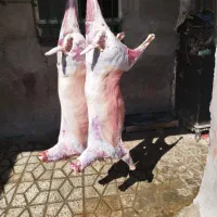 قصابی سیار در محل شما قصابی اسلامی کهره و بره