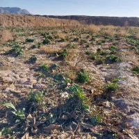 چقندر قند و شلغم گوسفندی و بازاری