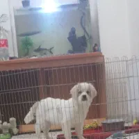 حیوانات|سگ|ارومیه, |دیوار