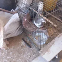 فروش کبوتر|پرنده|تایباد, |دیوار