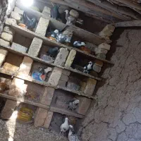 کبوتر پرشی|پرنده|قره پشتلو, |دیوار