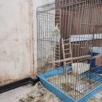 یک عددعروس هلندی گل باقالی بازیگوش