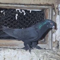 کبوتر اصفهانی بازیکن|پرنده|خمینیشهر, |دیوار