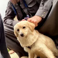 سگ خونگی نژاد مارتیز