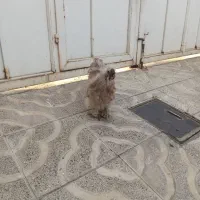 خروس ابریشمی فرانسوی