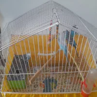 مرغ عشق ۴ عدد باقفس بزرگ