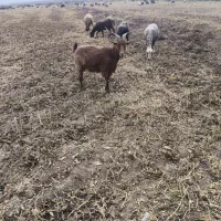 بز ابستن|حیوانات مزرعه|خان ببین, |دیوار