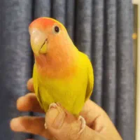 طوطی کوتوله برزیلی ۵ ماهه بالغ دستی|پرنده|اصفهان, الهیه|دیوار